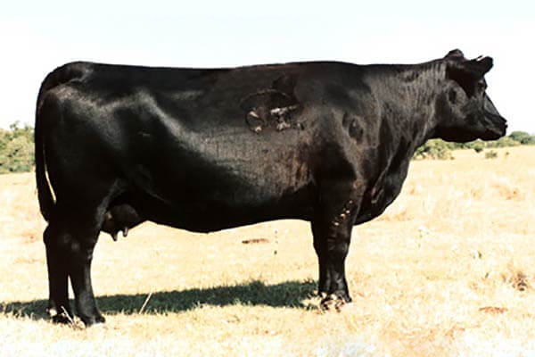 Dixie Erica of C H 1019<br />Perhaps one of Ohlde’s greatest cows and dam to many other great cows and bulls.