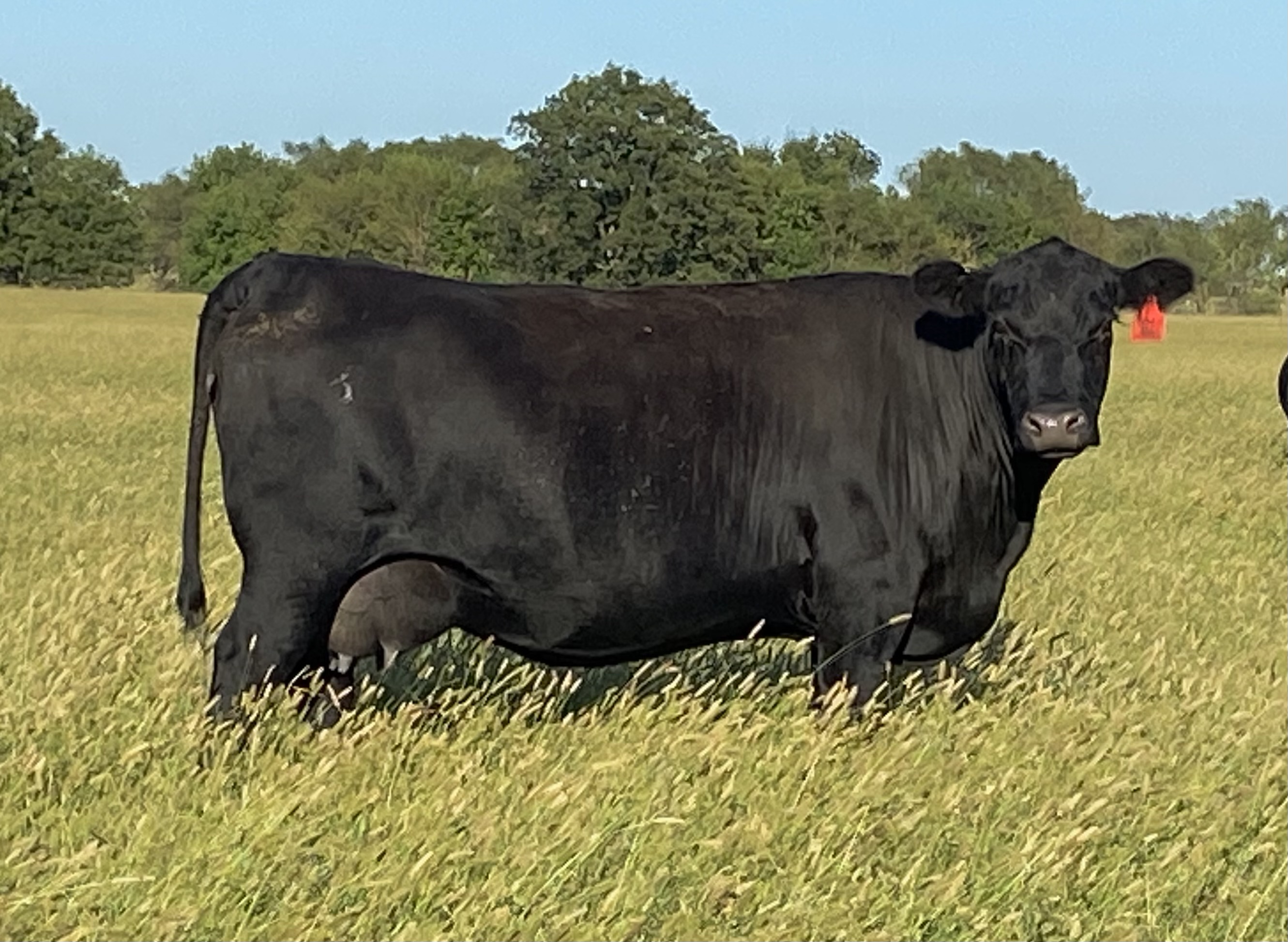 Juana D1 (Paxton x A306)<br />D1 is a 2016 cow out of OCC Paxton 630P and our cow A306.  She has shown herself to be a very nice registered cow and her progeny all carry her quality.  2021 Photo