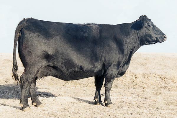 OCC Dixie Erica 816B<br />A full sister to OCC Emblazon 854E and dam of many excellent Ohlde cows and bulls.