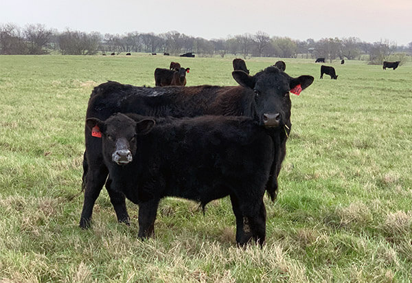 Cow calf in field