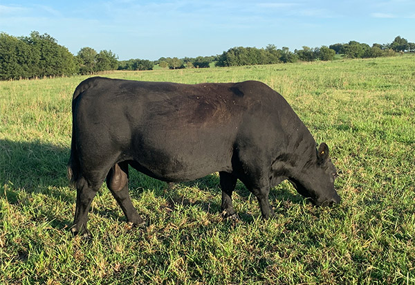 Bull grazing