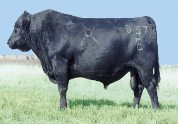 AR-Emblazon-7260-345-landscape.1