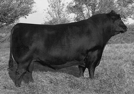 BC-Certified-413-1