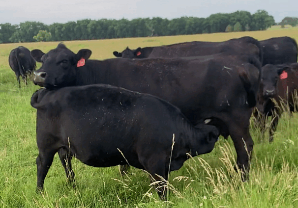 COW306.3
